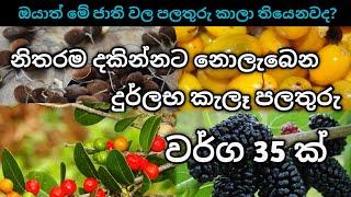 නිතරම දකින්නට් නොලැබෙන දුර්ල්බ් කැලෑ පලතුරු වර්ග - Rare wild fruits in the world