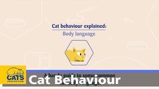 Cat body language | Cat Behaviour Explained ep1