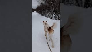 Правила поведения. САО.