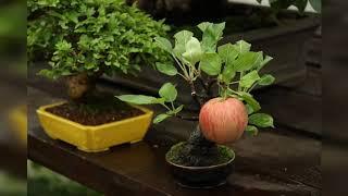 Different shapes of BONSAI. (TROPICAL BONSAI SIKKIM)