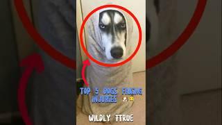 Top 5 Dogs Faking Injuries  | Wildly True #pets #funny #funnydogs  #funfacts #animals #dogshorts