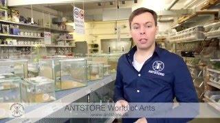 ANTSTORE  - Beratung für Einsteiger in die Ameisenhaltung