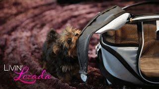 Puffy Is Jealous of Shaniece's Surprise Puppy | Livin' Lozada | Oprah Winfrey Network