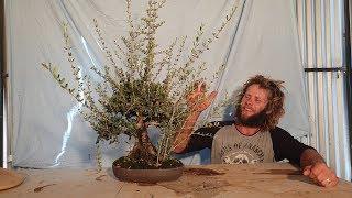 Little bonsai olive trim and progression shots, Aussie Bonsai Bloke