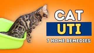 How To Finally STOP Reoccurring Cat UTIs