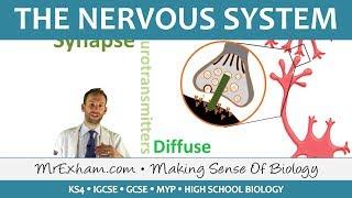 The Nervous System - GCSE Biology (9-1)