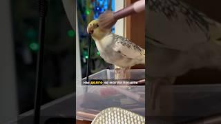 Как определить пол Кореллы  #попугай #корелла #parrot #птицы #cockatiel #животные #birds #corella