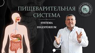 Пищеварительная система / Digestive system