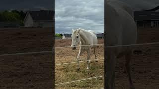 She was a fairy #horse #equestrian #horserider #saddleseat #edit #horsey #eq #horsegirl
