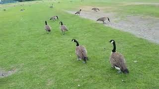 Canadian Geese in Burnaby BC (2024)