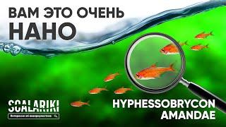 Лучшая рыбка для #акваскейпа и #нано-аквариума - #Тетра #Аманды