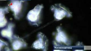 Обитаемый космос