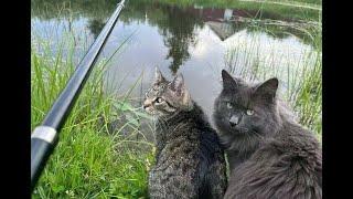  So where's the fish?!  The funniest video with cats and kittens for a good mood! 