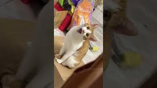When you teach your cat how to talk #catsoftiktok #cat #catvideo #funnycat #interesting