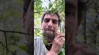 Traveling to new ecosystems?  Make an effort to connect with the local plants.