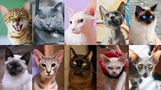 Top 10 Cat Breeds That Don't Shed : Perfect for Allergy Sufferers!