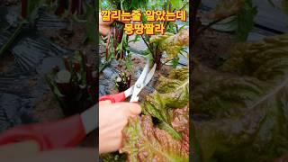몽땅짤린 치커리 깔리는 줄알았는데