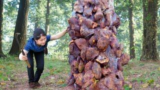 Harvesting Horseshoe Tree to sell at the market - Daily Life - Lý Thị Ngọc