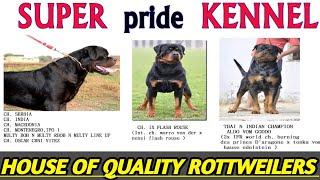 Super Pride Kennel || Rottweiler Kennel || Rottweiler Breeder