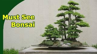 World famous and Iconic Must-See Bonsai (Touring the US national Bonsai and Penjing Museum)