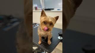 Grooming a Yorkie head with tipped ears