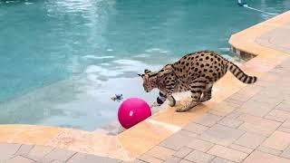 Serval Cat MUST WATCH