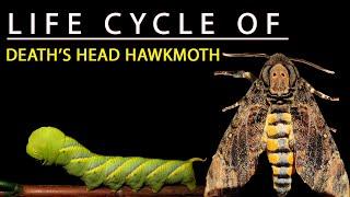 LIFE CYCLE OF DEATH'S HEAD HAWK MOTH  | Acherontia styx |