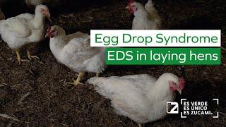  Egg Drop Syndrome EDS in laying hens   EDS 76