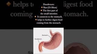 Small intestine| parts of small intestine| Bio Shorts| #biology#shorts