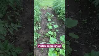#growsomething #latebloomer #garden #gardening #tennessee Mulching! Better late than not!