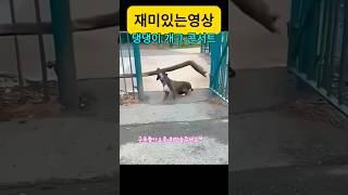 신나개! 즐겁개!재미있개!ㅎㅎ#재미있는영상 #재미있는동영상 #강아지 #dog