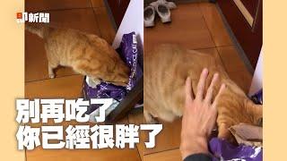 橘貓秀驚人食力狂嗑乾乾 飼主拉不走怒嗆：死胖子｜寵物動物｜貓咪｜精選影片