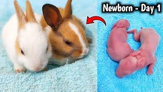 Watch Rabbit Growth 1 To 16 Days Old - Baby Rabbits Grow Up