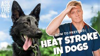 Heat stroke in dogs! Prevention & symptoms | ASK THE VET with Dr Scott Miller