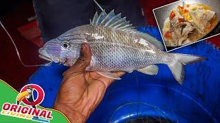 Big Fat Grunt Caught On Palanca Line | Grunt Fish Catch And Cook