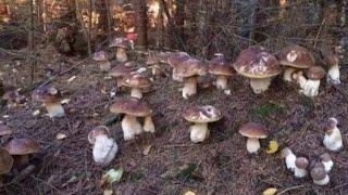 Funghi porcini /Boletus edulis mushroom - Esplosione di funghi nei Carpazi, Ucraina