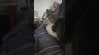 lil meow #catsofyt #meow #kitty #catsmeow #cats #cat #catshorts #catshort #ark #canada