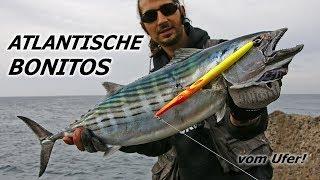 ATLANISCHE BONITOS Thunfisch vom Ufer Tuna inshore Canary Islands!