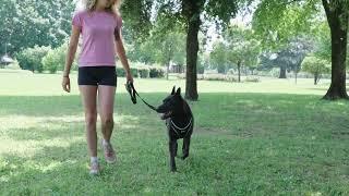 Ergocomfort Elastic Leash: Ultimate Comfort and Safety for Dogs That Pull on Walks”