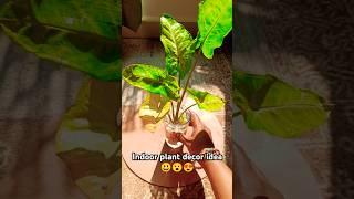 Syngonium plant decor idea#short#youtube short#viral video#plant#plant lover