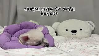 디테장군스토리 구독자님들께 쓰는 감사편지