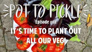 It’s Time To Plant Out All Our Veg!  #PotToPickle Ep.11