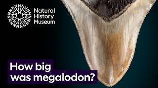 How big was megalodon, and how do we know? | Surprising Science