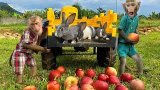 Farmer family of the monkey Bim Bim is harvesting apples for many little rabbits