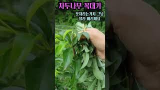 자두나무 꼭대기 신초두고 전지가위 없어도   그냥 부러뜨리세요