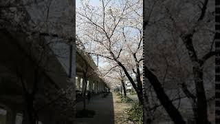 Sakura in Nagoya