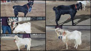 Agaya Ek Or Ramzan Special Video Agwan Goat Farma Ka Dhamakedar Offer K Sath Bhiwandi Padgha