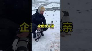 原来企鹅一天可以睡10000次，而且会把人类当成同伴！ #企鹅 #趣事 #全球看点 #神奇的大自然