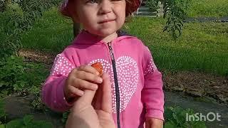 А мы, за клубникой 