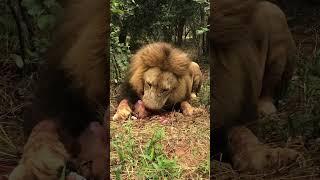 Lion Feeding- Bone Crunching and Skull Crushing. #lion #wildlife #lionfeeding